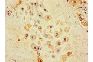 Immunohistochemistry of paraffin-embedded human placenta tissue using ABIN7147190 at dilution of 1:100 (CD9 抗体  (AA 112-195))