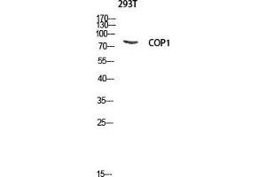 Western Blot (WB) analysis of 293T lysis using COP1 antibody. (RFWD2 抗体  (Tyr762))