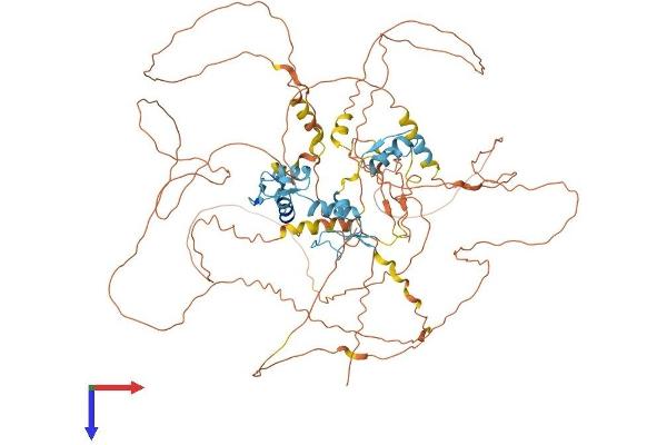 ATM Interactor Protein (ATMIN) (AA 1-818) (His tag)