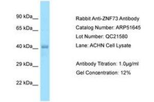Image no. 1 for anti-Zinc Finger Protein 73 (ZNF73) (AA 36-85) antibody (ABIN6749922) (ZNF73 抗体  (AA 36-85))