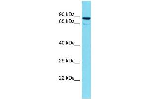 Host: Rabbit Target Name: TTLL10 Sample Type: 721_B Whole Cell lysates Antibody Dilution: 1. (TTLL10 抗体  (N-Term))