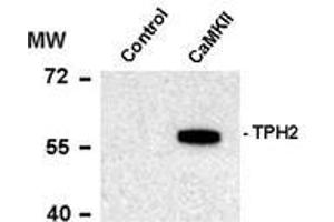 Western blots of recombinant tryptophan hydroxylase incubated in the absence (Control) and presence of Ca2+/calmodulin dependent kinase II (CaMKII) showing specific immunolabeling of the ~55k tryptophan hydroxylase protein phosphorylated at Ser19. (Tryptophan Hydroxylase 2 抗体  (pSer19))