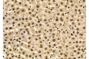 ABIN6262340 and ABIN6278672 at 1/100 staining Mouse pancreatic tissue by IHC-P. (HOXA2 抗体  (Internal Region))