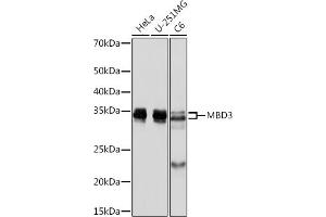 MBD3 抗体