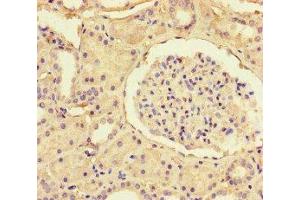 Immunohistochemistry (IHC) image for anti-Somatostatin Receptor 2 (SSTR2) (AA 304-369) antibody (ABIN7170309)