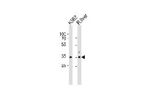 Western blot analysis of lysates from K562 cell line and rat liver tissue lysate(from left to right), using ATP1B2 Antibody (Center) (ABIN653219 and ABIN2842755). (ATP1B2 抗体  (AA 115-141))