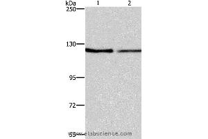 Western blot analysis of NIH/3T3 and LoVo cell, using ATP2A1 Polyclonal Antibody at dilution of 1:500 (ATP2A1/SERCA1 抗体)