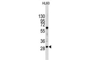 Image no. 1 for anti-Lin-28 Homolog B (LIN28B) (N-Term) antibody (ABIN357011) (LIN28B 抗体  (N-Term))