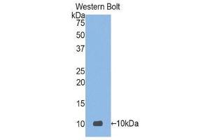 Western Blotting (WB) image for anti-Defensin, alpha 3, Neutrophil-Specific (DEFa3) (AA 21-94) antibody (ABIN1176234) (DEFa3 抗体  (AA 21-94))