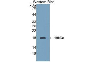 Western blot analysis of the recombinant protein. (TMEM27 抗体  (AA 15-141))