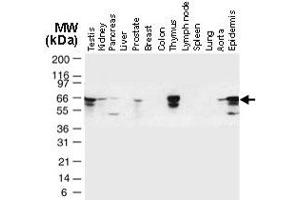 Western blot analysis of TRAF6 in normal human tissues.