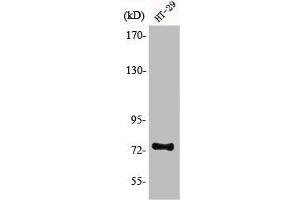 Western Blot analysis of HT29 cells using ACSS1 Polyclonal Antibody (ACSS1 抗体  (C-Term))
