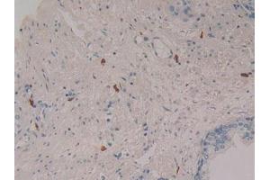 IHC-P analysis of Human Prostate Gland Tissue, with DAB staining. (LEAP2 抗体  (AA 23-76))