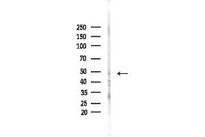 anti-Purinergic Receptor P2Y, G-Protein Coupled, 11 (P2RY11) (C-Term) antibody