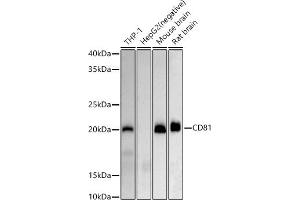Western blot analysis of extracts of various cell lines, using CD81 antibody (ABIN6134776, ABIN6138231, ABIN6138232 and ABIN6220897) at 1:500 dilution. (CD81 抗体  (AA 1-100))