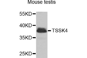 Western blot analysis of extracts of mouse testis, using TSSK4 antibody (ABIN5975211) at 1/1000 dilution. (TSSK4 抗体)