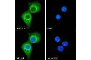 (ABIN570987) Immunofluorescence analysis of paraformaldehyde fixed A431 cells, permeabilized with 0. (IL-18 抗体  (Internal Region))