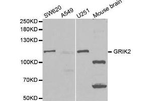 Western blot analysis of extracts of various cell lines, using GRIK2 antibody. (GRIK2 抗体  (AA 30-300))