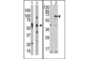 Image no. 1 for anti-Eukaryotic Translation Initiation Factor 2-alpha Kinase 2 (EIF2AK2) (C-Term) antibody (ABIN360664)
