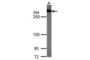 Image no. 1 for anti-Filamin B, beta (FLNB) (AA 30-239) antibody (ABIN467430) (FLNB 抗体  (AA 30-239))