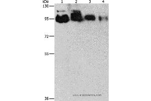 Western blot analysis of Hela, PC3, 231 and 293T cell, using EPS15L1 Polyclonal Antibody at dilution of 1:350 (EPS15L1 抗体)