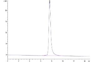Size-exclusion chromatography-High Pressure Liquid Chromatography (SEC-HPLC) image for Complement Component 5 (C5) (AA 19-1676) protein (His tag) (ABIN7274038)