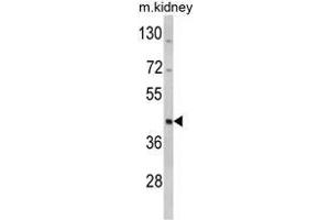 Western blot analysis of WSB2 Antibody (C-term) in mouse kidney tissue lysates (35ug/lane). (WSB2 抗体  (C-Term))