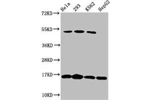 Western Blot Positive WB detected in: Hela whole cell lysate, 293 whole cell lysate, K562 whole cell lysate, HepG2 whole cell lysate All lanes: H2AFX antibody at 1. (H2AFX 抗体)