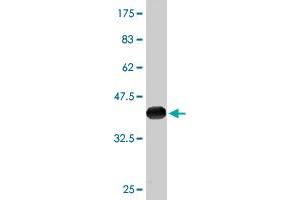 Western Blot detection against Immunogen (36. (NDRG2 抗体  (AA 1-96))