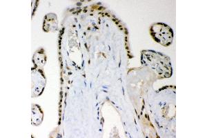 Anti- MGMT Picoband antibody, IHC(P) IHC(P): Human Placenta Tissue (MGMT 抗体  (AA 2-207))