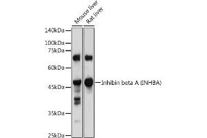 Western blot analysis of extracts of various cell lines, using Inhibin beta A (INHBA) antibody (ABIN6129032, ABIN6142459, ABIN6142460 and ABIN6221533) at 1:1000 dilution. (INHBA 抗体  (AA 21-426))