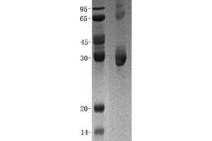 Validation with Western Blot (PMM1 Protein (His tag))