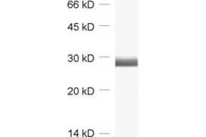 dilution: 1 : 2000, sample: rat brain homogenate (CALB1 抗体  (AA 3-251))