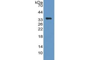 Rabbit Capture antibody from the kit in WB with Positive Control: Sample Human Hela cell lysate. (PEX2 ELISA 试剂盒)