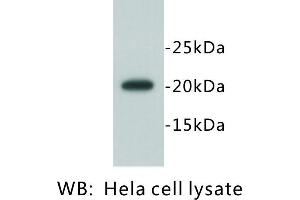 Image no. 2 for anti-Geminin, DNA Replication Inhibitor (GMNN) antibody (ABIN1112893) (Geminin 抗体)