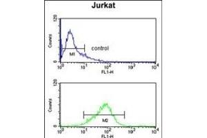 CASD1 Antibody (N-term) (ABIN652803 and ABIN2842526) flow cytometry analysis of Jurkat cells (bottom histogram) compared to a negative control cell (top histogram). (CASD1 抗体  (N-Term))
