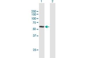 Western Blot analysis of FAM90A1 expression in transfected 293T cell line by FAM90A1 MaxPab polyclonal antibody.