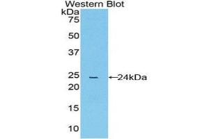 Western Blotting (WB) image for anti-Peptidylprolyl Isomerase D (PPID) (AA 9-189) antibody (ABIN3206485) (PPID 抗体  (AA 9-189))