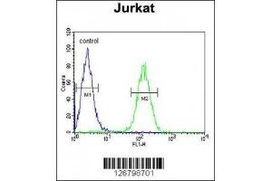 AXIN2 antibody flow cytometric analysis of Jurkat cells (right histogram) compared to a negative control (left histogram). (AXIN2 抗体  (AA 816-843))