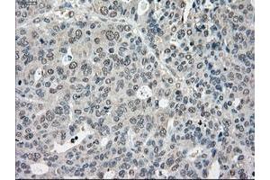 Image no. 7 for anti-P450 (Cytochrome) Oxidoreductase (POR) antibody (ABIN1497744) (POR 抗体)