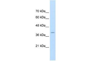 FKBP6 antibody used at 1. (FKBP6 抗体  (Middle Region))