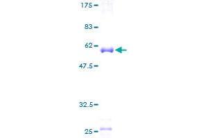 MRPS18B Protein (AA 1-258) (GST tag)