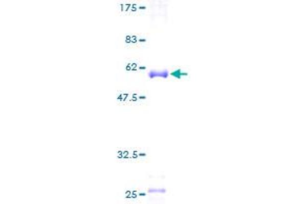 MRPS18B Protein (AA 1-258) (GST tag)