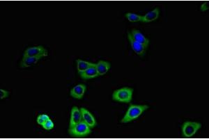 Immunofluorescent analysis of HepG2 cells using ABIN7176688 at dilution of 1:100 and Alexa Fluor 488-congugated AffiniPure Goat Anti-Rabbit IgG(H+L) (SLC3A8 (AA 320-369) 抗体)