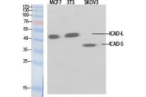 Western Blot (WB) analysis of specific cells using ICAD Polyclonal Antibody. (DFFA 抗体  (Internal Region))