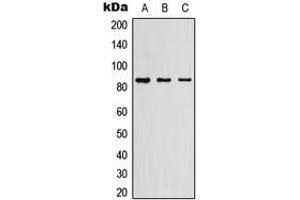 Western blot analysis of Myeloperoxidase 84k expression in HEK293T (A), Raw264. (Myeloperoxidase 84k (Center) 抗体)
