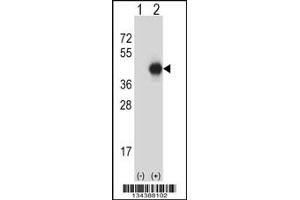 Western blot analysis of GNAI2 using rabbit polyclonal GNAI2 Antibody using 293 cell lysates (2 ug/lane) either nontransfected (Lane 1) or transiently transfected (Lane 2) with the GNAI2 gene. (GNAI2 抗体  (N-Term))