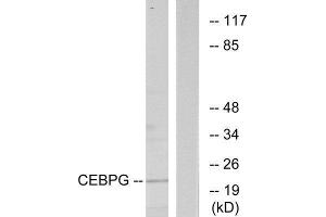 Western Blotting (WB) image for anti-CCAAT/enhancer Binding Protein (C/EBP), gamma (CEBPG) (Internal Region) antibody (ABIN1849453) (CEBPG 抗体  (Internal Region))