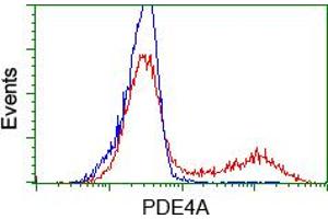 Image no. 2 for anti-phosphodiesterase 4A, CAMP-Specific (PDE4A) antibody (ABIN1500087) (PDE4A 抗体)