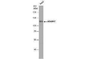 WB Image Whole cell extract (30 μg) was separated by 7. (ADAM17 抗体  (C-Term))
